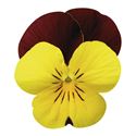 Bild von Viola P9 kleinbloemig Red yellow face